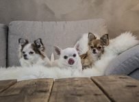 Chihuahua hondenmand kopen