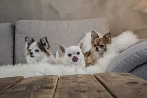 Chihuahua hondenmand kopen