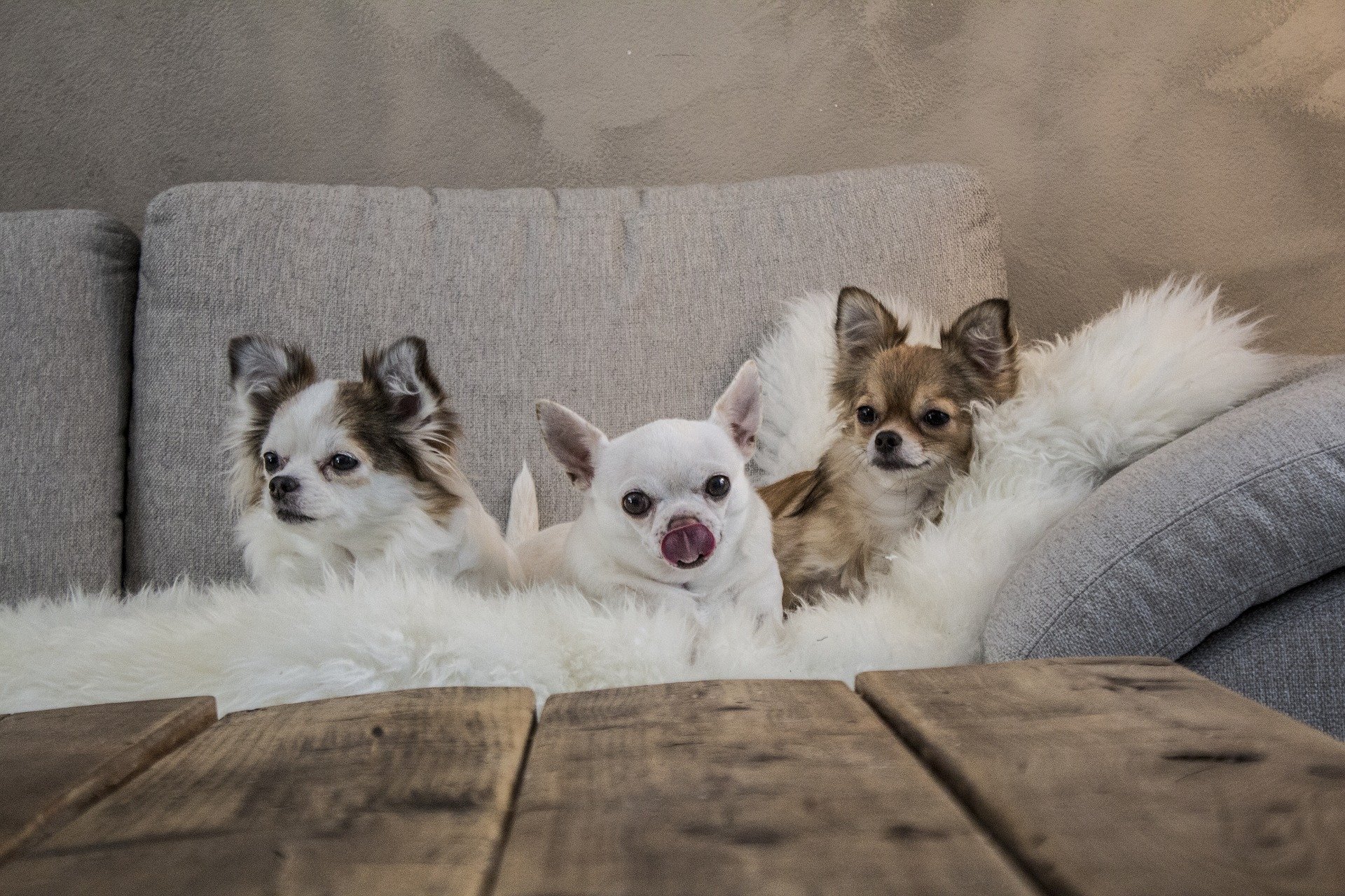 Aziatisch Goederen gemeenschap Chihuahua hondenmand kopen ? 10 bijzondere punten !! - Hondenmanden -  Hondenkussen